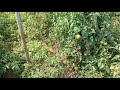  tomato cultivation 