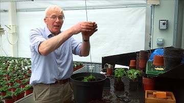 Plant Up Tomatoes in Pots & Containers Like a Pro