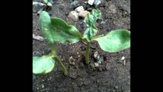 SG #42 Mr. Paka420 Breaks out the Compost Tea-Root Stimulator