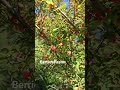 Berries Qualicumbeach Beautiful Berries Qualicumbeach Beautiful