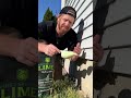 First Saturday Lime Inspect #repellent #pest #pestcontrol #pestrepellent #tiktokshopcreatorpicks