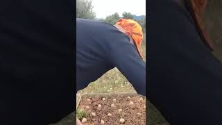 MÉTODO SIN LABRANZA #patatas #cultivo
