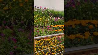 Most Beautiful Garden In Ooty Rose Garden Full Walkthrough 2025