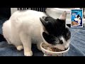 【保護猫】猫ASMR：今日のモグモグ 186days ／ MiawMiawジューシー おにくプラス