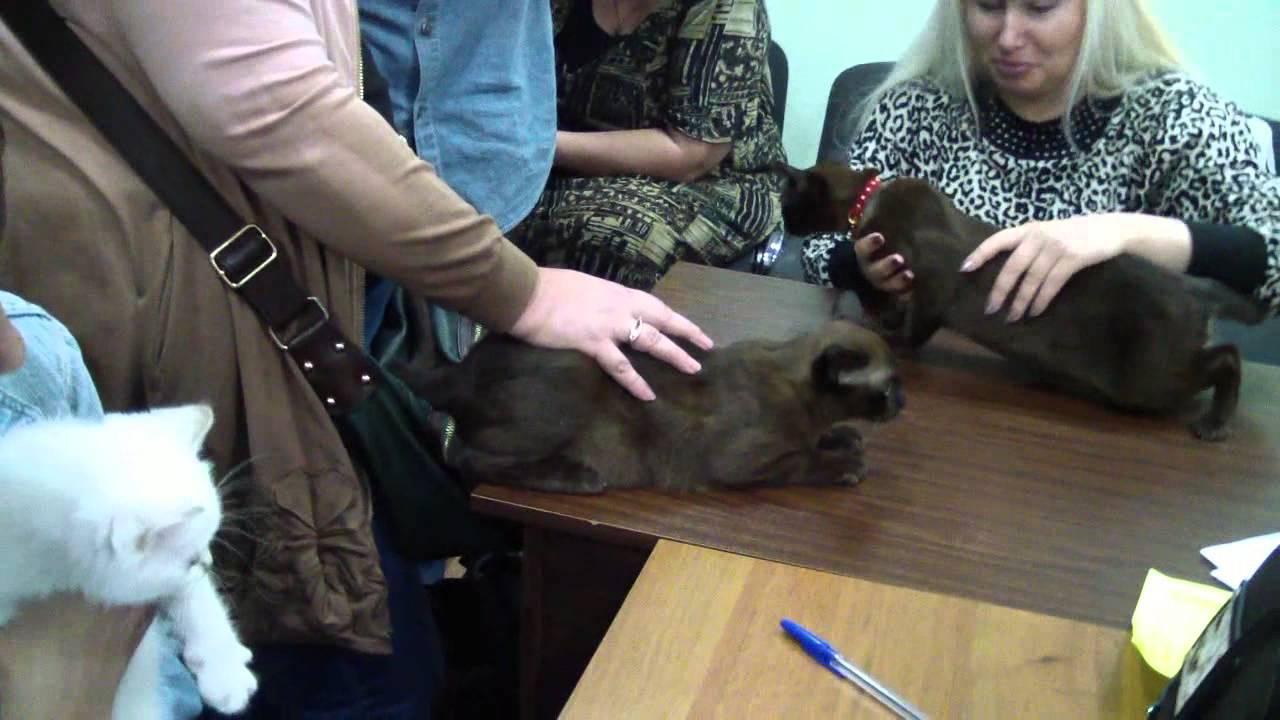 кошки породы Прием в клубе PCA 30.08.2015г