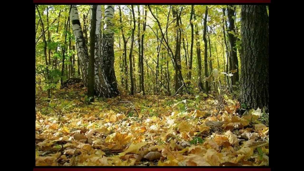 Осенние Листья В Лесу Фото
