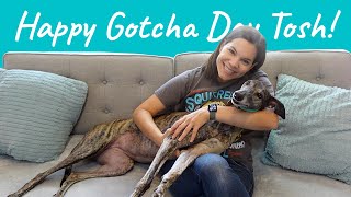 A Year of Firsts with my Adopted Greyhound