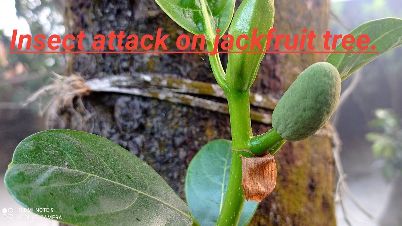 Jackfruit Insect Insect attack on jackfruit tree. - YouTube