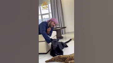 ماهو حكم تربية الأسود و النمور أو الحيوانات المفترسة في المنزل الشيخ عثمان الخميس 
