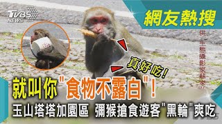 就叫你「食物不露白」!玉山塔塔加園區 彌猴搶食遊客「黑輪」爽吃|TVBS新聞