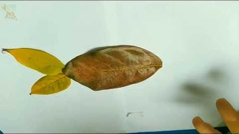 Tạo hình con cá từ nguyên vật liệu có sẵn