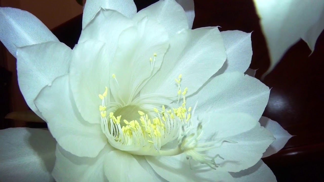 月下美人 開花 深夜数時間だけの幻の花 Youtube