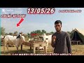 I-12mandi Islamabad aggressive fatehjhanghi bulls| I-12mandi part |Qurbani Bakra Eid 2k26