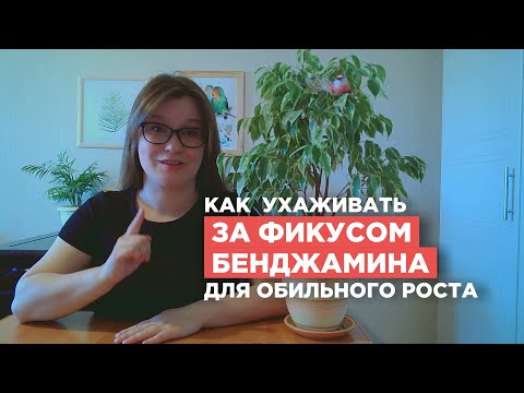 Как часто поливать фикус бенджамина в домашних условиях