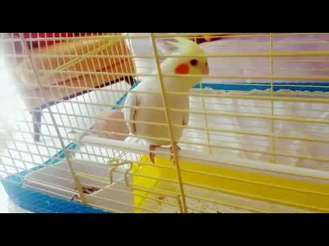 Dişi sultan papağanı sesi
