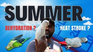 Summer Care for Birds | Dehydration & Heat stroke - Causes & Symptoms | First Aid | #ShaikhTanveer