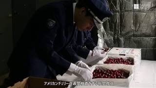 アメリカンチェリーの輸入がピーク