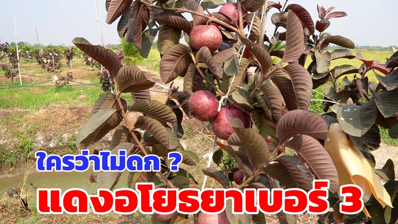 ความดก ฝรั่งแดงอโยธยาเบอร์3 ฝรั่งผลแดง ใบแดง ผลดก หวานฉ่ำ ไม่ติดฝาด | พี่ต้อม เกษตรอินทรีย์