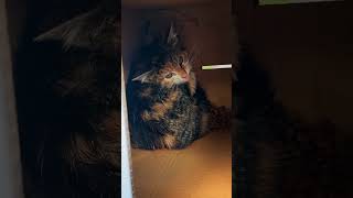 Why Cats Are Obsessed With Boxes (Science Explained) Profile