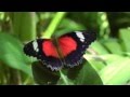 Butterflies Australia - Kuranda Butterfly Sanctuary