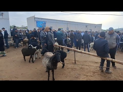 ХОРАЗМ ХАЗОРАСП КУЧКАР КУЙ КУЗИ СЕЗОНИ БОШЛАНДИ 13 АПРЕЛЬ 2025-ЙИЛ !!! ХОРАЗМ ОБЗОР
