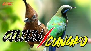 Download Lagu MASTERAN KOMBINASI CILILIN vs CUNGKO | MASTERAN MEWAH SUPER NEMBAK MP3 Download Lagu MASTERAN KOMBINASI CILILIN vs CUNGKO | MASTERAN MEWAH SUPER NEMBAK MP3