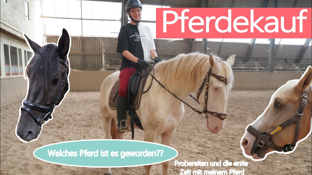 PFERDEKAUF und PFERDESUCHE! 🐎 So lief unser PROBEREITEN (inkl. Bilder \u0026 Video) 🤗