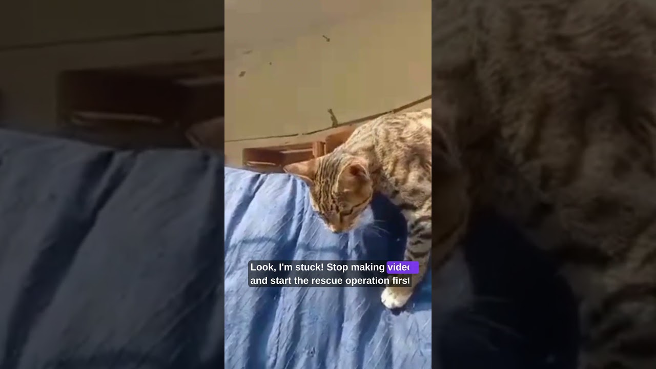 Mission Impossible: Cat vs Bird! 🐦😼Mano Talks #catvlog #cat #cutecats #dailymanobkantha