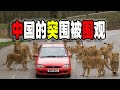 中國全球範圍面臨“甕中捉鱉”，“小聰明”變成“大麻煩”（2024-05-31第2112期）