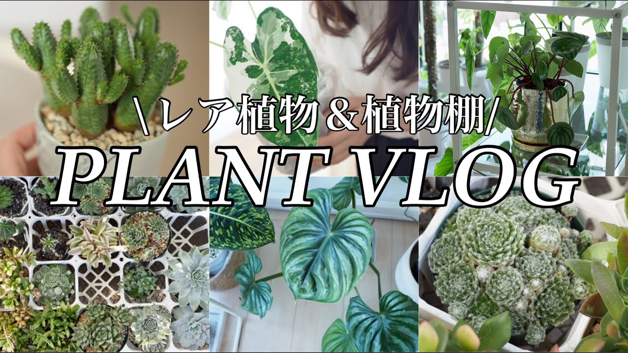 pink-rose様 多肉植物棚 GAI-80SZ1 pink-rose様 多肉植物棚 GAI-80SZ1