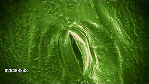 Microscopic footage of the stomata of a plant leaf opening and closing speed up 140