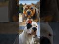 PIT BULL VS DOGO ARGENTINO CANE CORSO CAUCASIAN SHEPHERD PIT BULL VS DOGO ARGENTINO CANE CORSO CAUCASIAN SHEPHERD