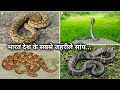 भारत देश के 4 सबसे ज्यादा जहरीले सांप, इतना गुस्से वाला सांप Most 4 venomous snake in India