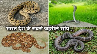 भारत देश के 4 सबसे ज्यादा जहरीले सांप, इतना गुस्से वाला सांप Most 4 venomous snake in India screenshot 5