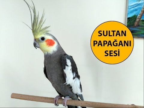 Sultan Papağanı Sesi