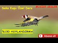 Saka Sesi - % 100 Huylandırma Garantili  أقوى بتبتة لتحفيز الحسون على التغريد - JİLGUERO - GOLDFINCH