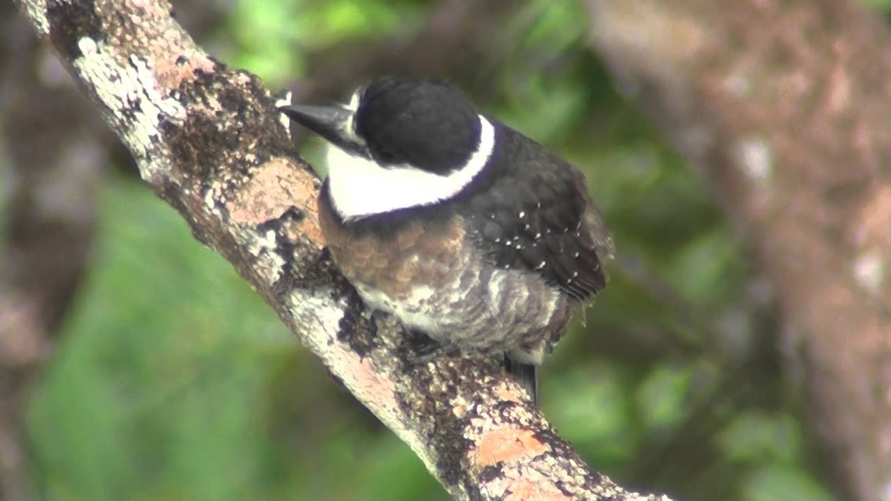 Brown-banded Puffbird (Notharchus ordii) - Cassin, 1851