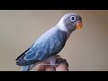 Lovebird Chick - From Euwing Blue Opaline (Female) & Blue Opaline (Male)