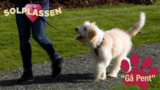Hundetips: Lær hunden å gå pent i bånd | Solplassen