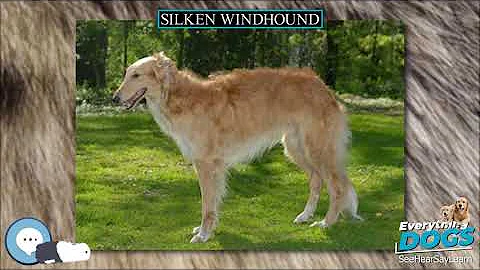 Silken Windhound 🐶🐾 Everything Dog Breeds 🐾🐶