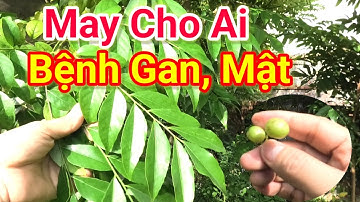 Cây Mắc mật chữa bệnh gì tốt nhất - Công dụng và cách dùng cây mắc mật - Những lưu ý với cây mắc mật