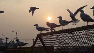 The Morning At Gate Of India With Seagulls Migrating From Australia..