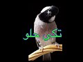 الفرق بين التكي حلو وتكي ورد لغات الفاو الاصيلة