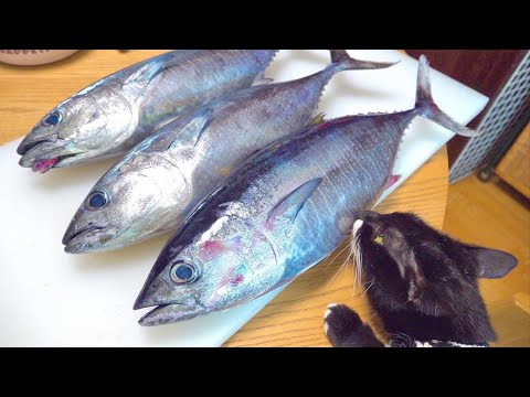 マグロを丸ごと使って世界一愛情を込めたチュール作ってみた