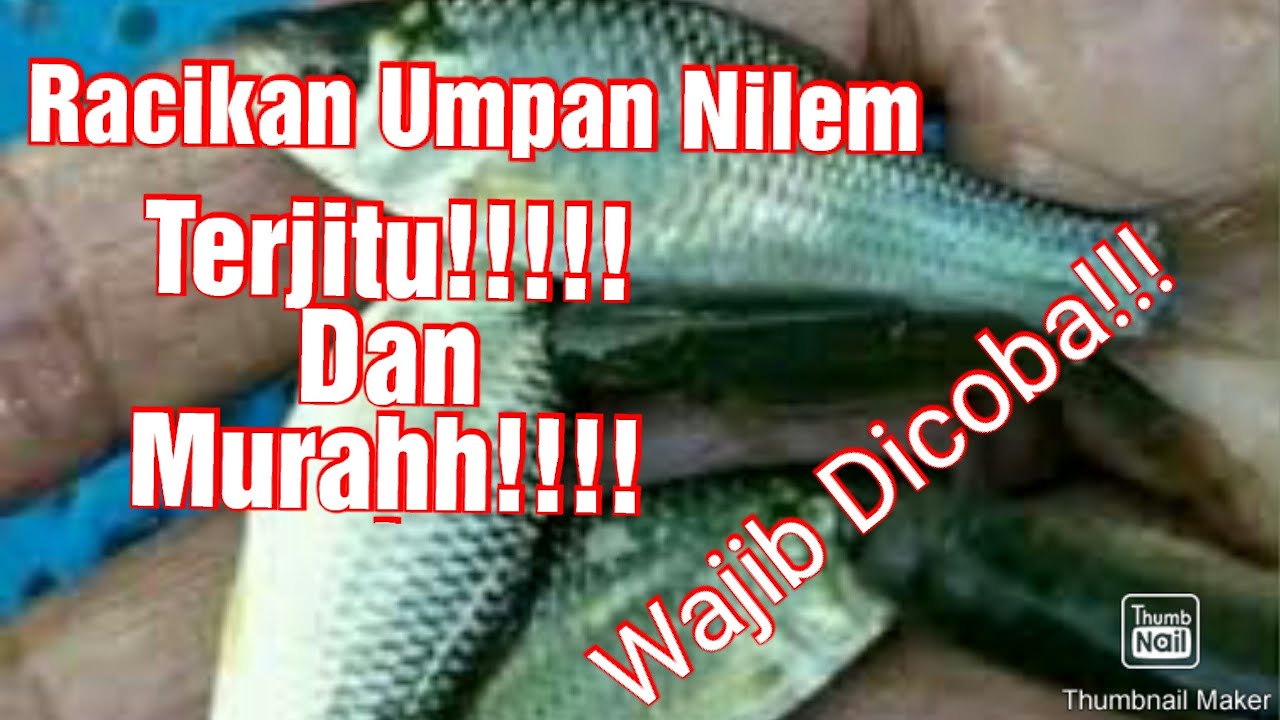 Umpan Ikan Nilem terjitu Murah dan Praktis