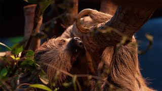 Sloths | Weird Animal Searches | BBC Studios by BBC Studios 2,258 views 2 months ago 5 minutes, 27 seconds