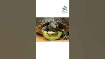 🥝🐢 เต่าน้อยกับกีวีเขียวๆ  #funnyturtle #turtloop #animation #shorts  #loopvideo