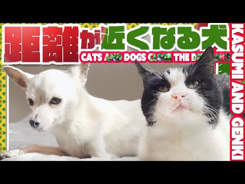 距離が近くなる犬猫