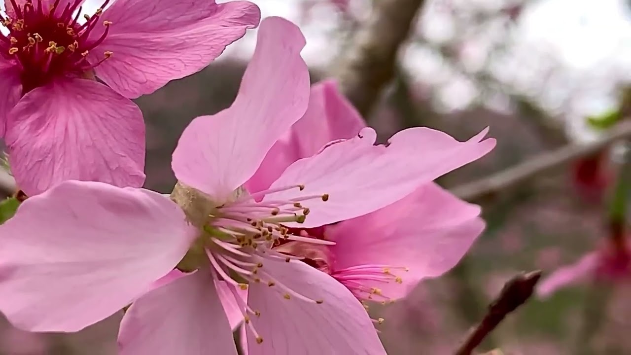 九族櫻花季｜九族文化村，￼打造全台最大櫻花盛會，包含枝垂櫻、八重櫻、富士櫻及台灣雪櫻…