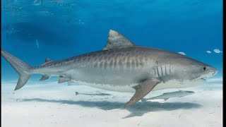 Piggy traitor mode: Traitor Zee Vs hated tiger shark/the sad shark name cozy